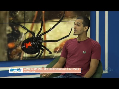 Aranhas em casa: Quais são perigosas? O que fazer com elas? 19 07 2022