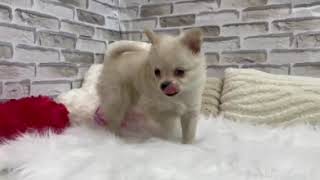 ハーフ犬の動画01