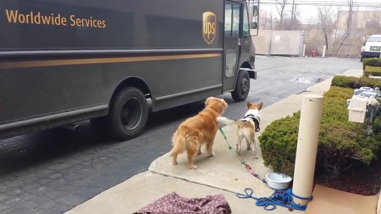 Dogs Love UPS - Compilation