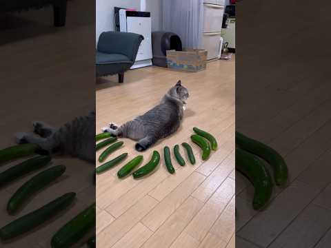 Gatos e Pepinos #shorts #cat ##pets #petcat #pepino