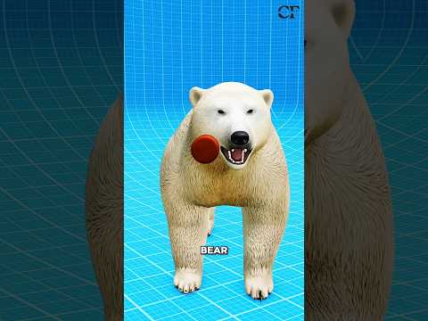 what if you shoot a Polar Bear?🤔#shorts