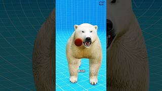 Download lagu what if you shoot a Polar Bear?🤔#shorts mp3 Download lagu what if you shoot a Polar Bear?🤔#shorts mp3