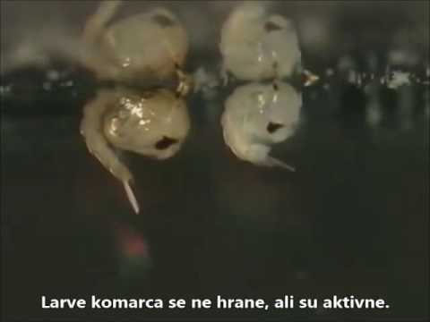 Životni ciklus komarca