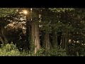 Nest - Last Vestige of Old Joy 