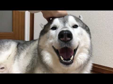 A Husky Whose Smile Vanishes the Moment You Stop Petting It