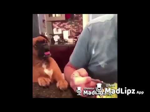 Madlipz ja ci z miski nie jem