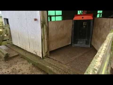 Gallagher Sheep Auto Drafter in action Introduction