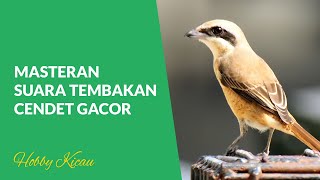 Download lagu Masteran Suara Burung Cendet Tembakan Bervariasi Gacor Cocok Untuk Memaster Burung Cendet Anda mp3