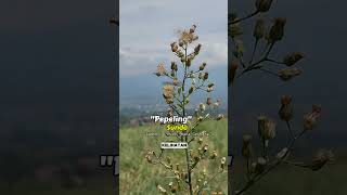 Download lagu 'Sing Sadar kahirupan mah antara Aya jeung Eweuh' #ceramah #motivation #pendosahijrah #story mp3