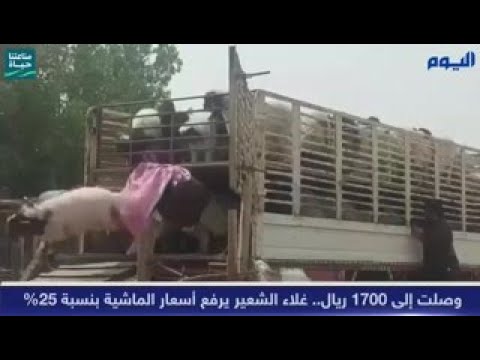 25 % ارتفاعا في أسعار المواشي قبل رمضان