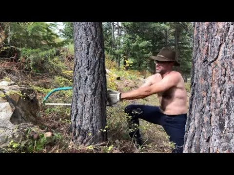 drop a small tree with a bow saw and a timber tool