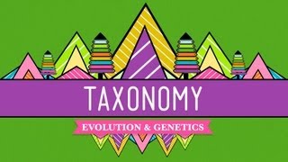 Taxonomy: Life&#39;s Filing System - Crash Course Biology #19