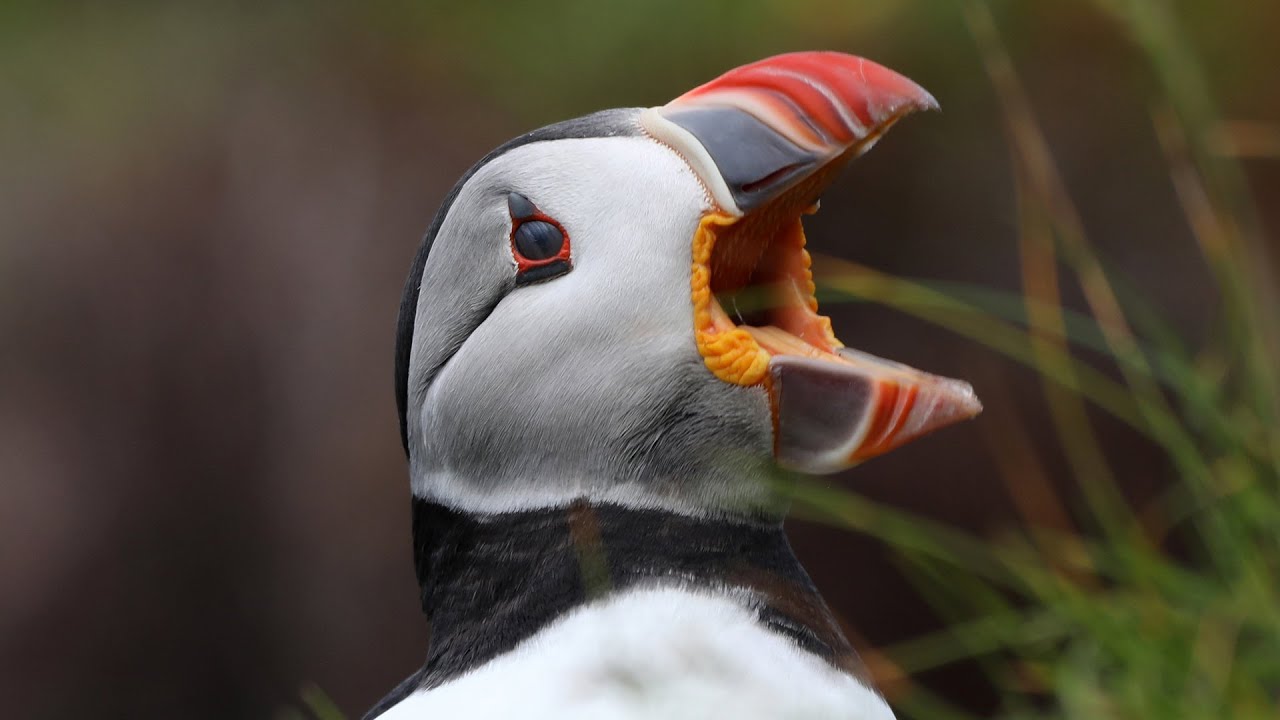 Dunnet Head - Puffins