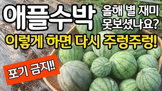 애플수박 아직 포기하지 마세요. 이렇게하면 다시 주렁주렁!