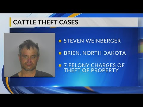 Cattle Theft
