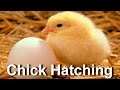 Baby Chick Hatching | Egg Hatching