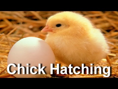 Baby chick hatching