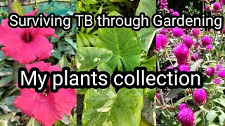 Surviving TB through Gardening | My Plants Collection Part 3 | Colours of life. 