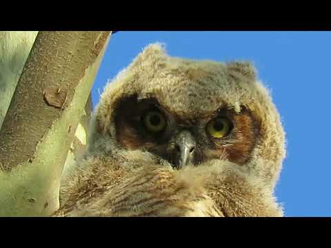 4 week old Great Horned Owl   4 20 17
