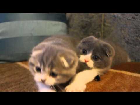 Sharmila Bea and Belya