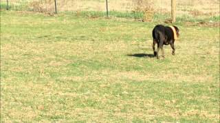 Poop Scoopin Boogie.wmv