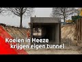 Deze koeien uit Heeze krijgen hun eigen tunnel