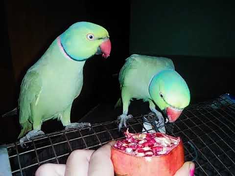 Duggu or Chinu K pasnd ka khana.... 🤗🤗🤢🤢perrote eating# fruit/ bhutta