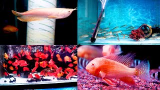 Exotix Fish at Fish Aquarium Hobby wholesale Aquarium Shop