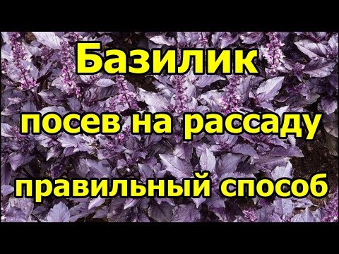 🌱#Базилик. #Посев на рассаду. Правильный способ.