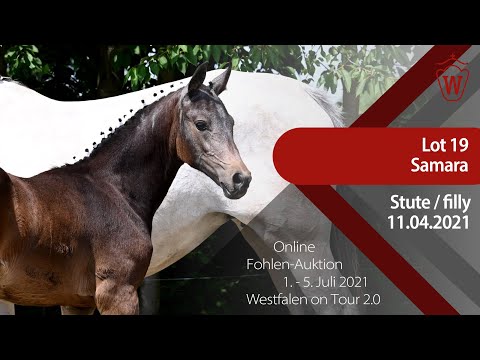 "Westfalen on Tour 2.0"-Auktion - Lot 19 Samara v. Sandro Hit - Dschehim ox