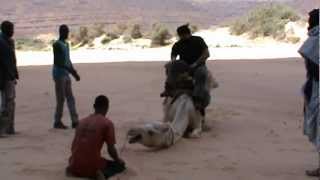 preview picture of video 'GAMELLE chameau dans le désert Mauritanien, attention exceptionnel !'