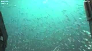 Ocean Intervention Rov 2 Swims Through the Fish
