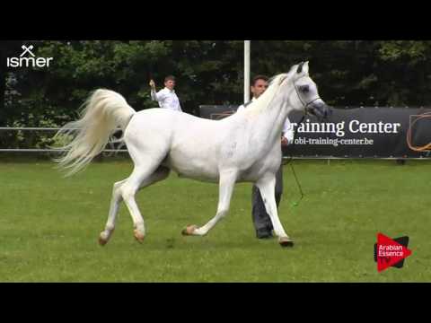 N.159 EAGLERIDGE PASSIONATA - Ströhen 2017 Int B-Show - 10 Years and Older Mares (Class K)