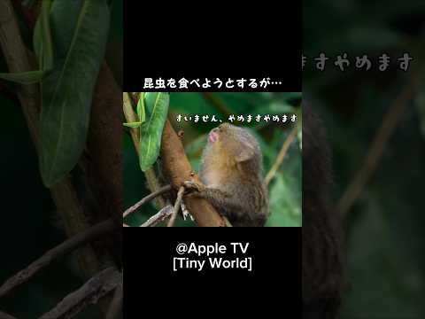 シルバーマーモセットについて詳しく解説