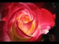 The Rose | Judy Collins | Lyrics