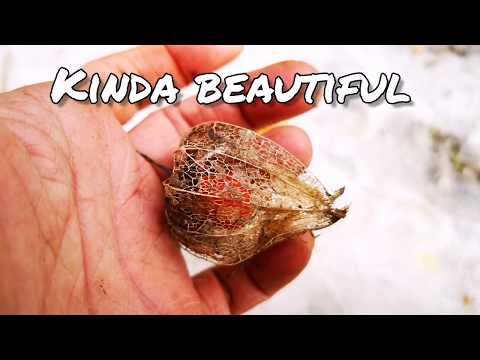 Physalis alkekengi (Chinese lantern)