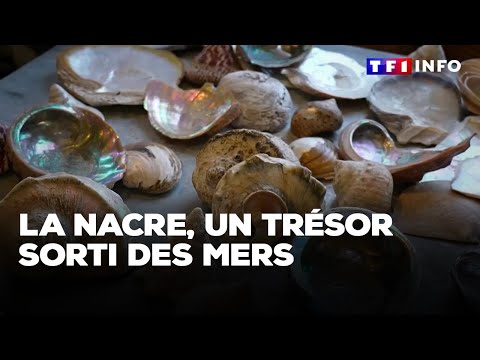 La nacre, un trésor sorti des mers｜TF1 INFO