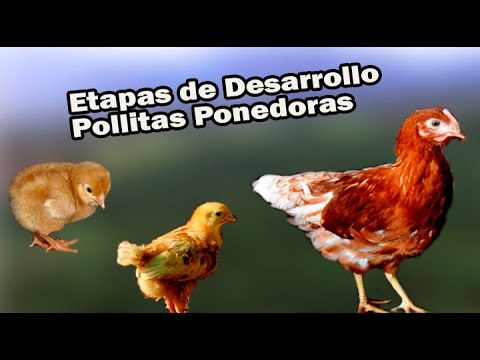 , title : 'ETAPAS DE DESARROLLO POLLITAS PONEDORAS'