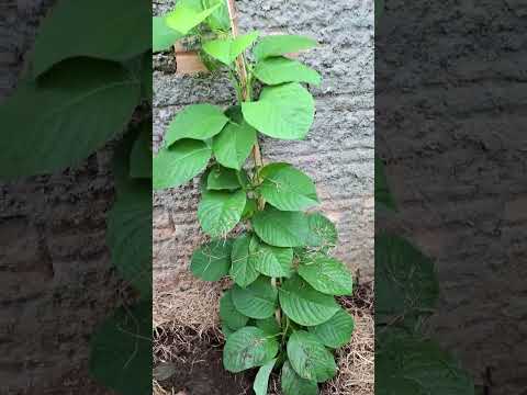 Ele trouxe terra boa pr.renovar e as plantas ama isso 👍