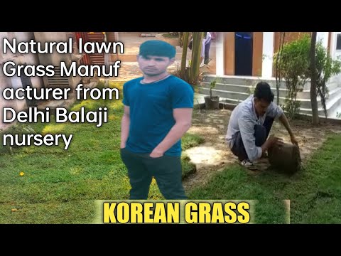 Korean Green Lawn Grass