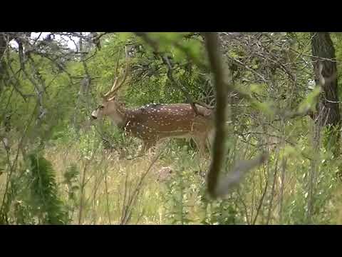 Caza de ciervo axis Sauce Corrientes 