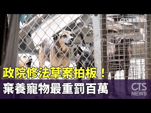 政院修法草案拍板！　棄養寵物最重罰百萬　虐待最重關5年