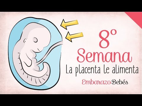 SEMANA 8 de #Embarazo | 2º Mes | Semana a semana