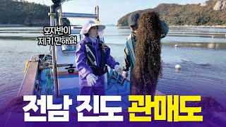 '[섬섬옥수] 볼수록 매력있는 섬, 관매도 - 전남 진도 [6시 내고향] | KBS 251128 방송' 동영상 배경 썸네일