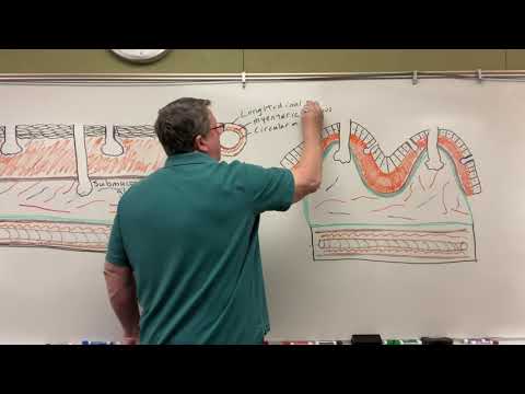 Digestive Histology: Submucosa to Serosa