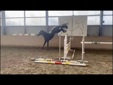 Abercrombie: Adagio de Talma x Abdulkarim