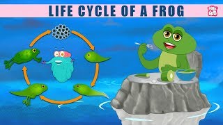 Life Cycle Of A FROG! - The Dr. Binocs Show | Best Learning Videos For Kids | Peekaboo Kidz