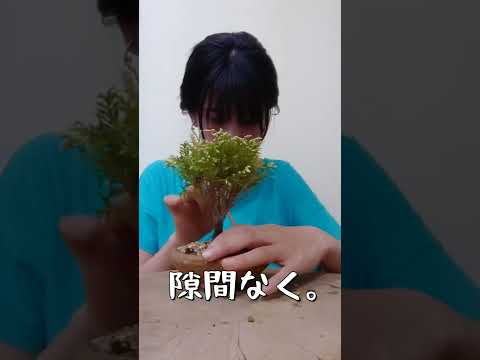 屋内および屋外の盆栽の選択とメンテナンス: 初心者でもプロのように矮性の木の世話をする  庭園