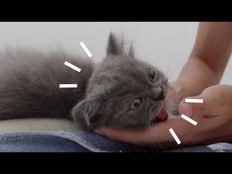 3 month old kitten undergo surgery for constipation (3個月大幼貓便秘)