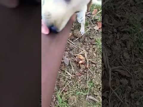 dog puppy #funny#  Prabal hai Rowdy#